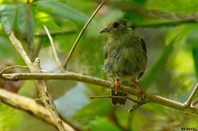RENDEIRA (Manacus manacus) (H)